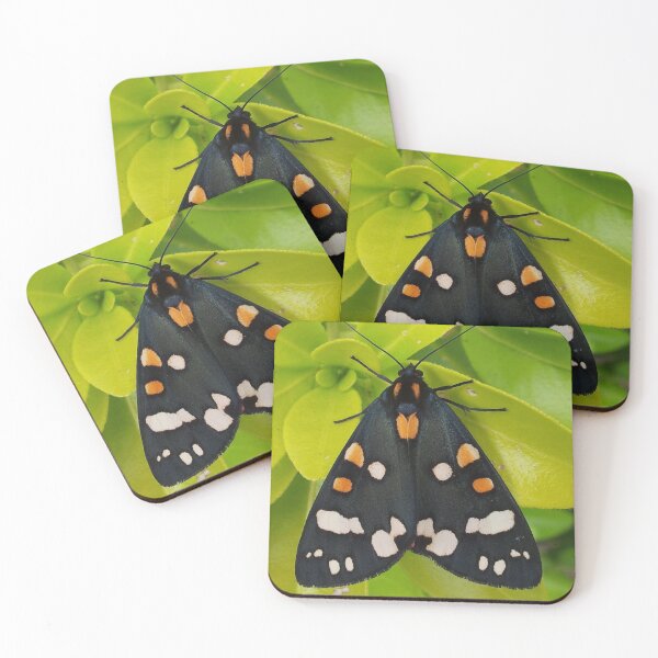 Item preview, Tiger Moth designed and sold by oilycake.