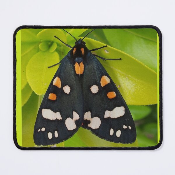Item preview, Tiger Moth designed and sold by oilycake.