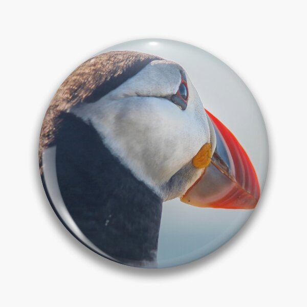 Item preview, Close up of Puffin  designed and sold by Photopat.