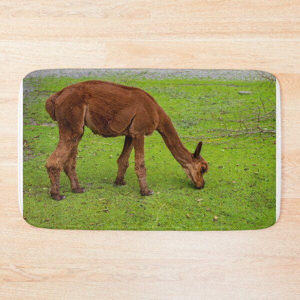 Item preview, Beautiful young brown llama is eating green grass. designed and sold by anytka.