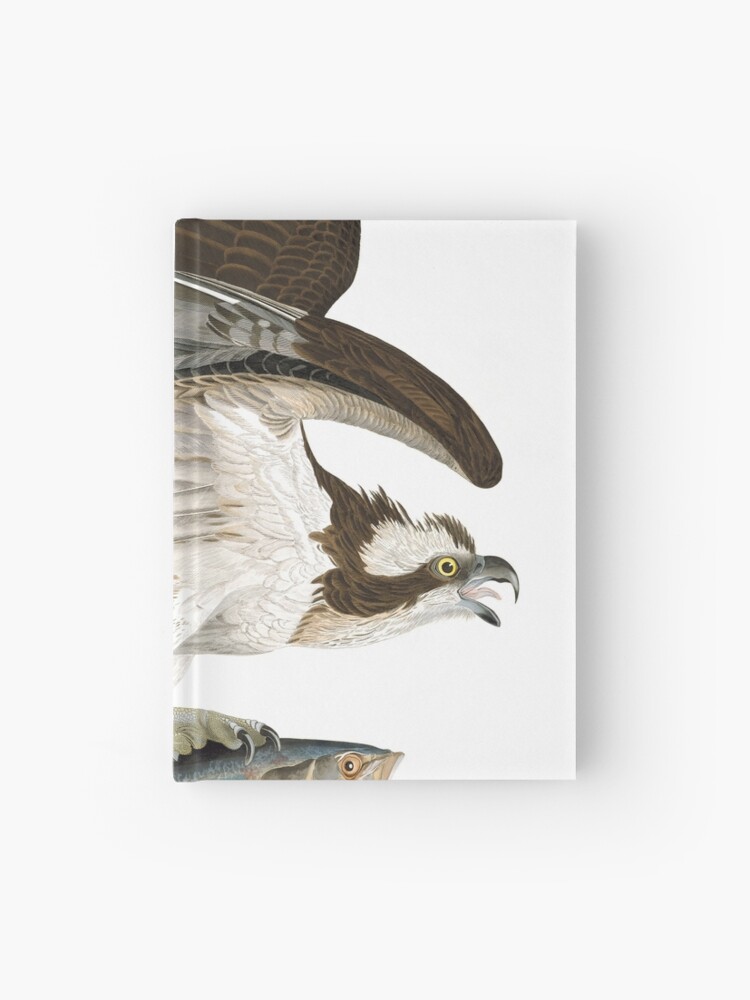 Fish Hawk or Osprey Print by John Audubon - Free Shipping Available! 