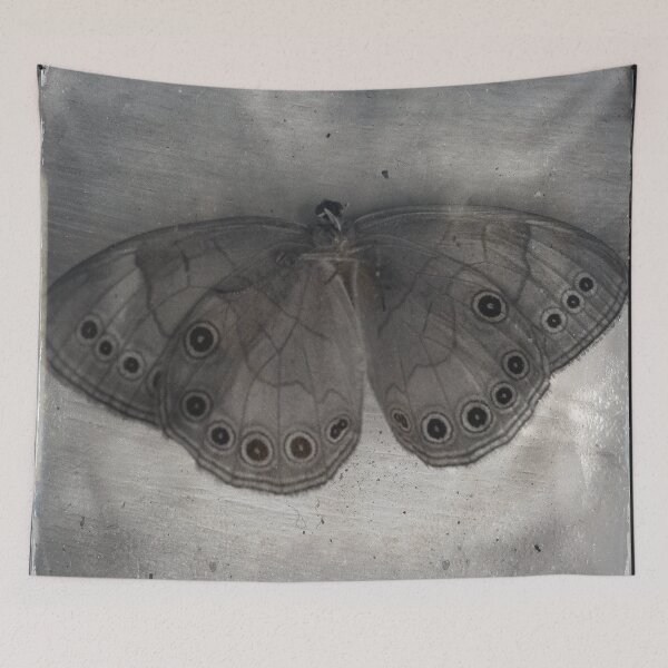 Item preview, moth designed and sold by debschmill.