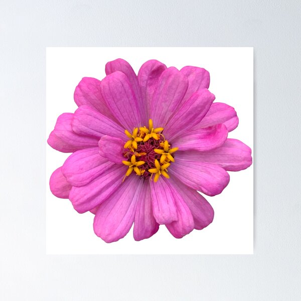 Item preview, Pink Zinnia Flower Still Life Floral Photography designed and sold by CottoVerdi.