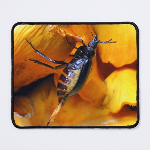 Item preview, Beetle With Ovipositor designed and sold by Jean Gregory Evans.