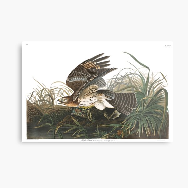 A Rare Copy Of Audubon's 'Birds Of America' Heads To, 49% OFF