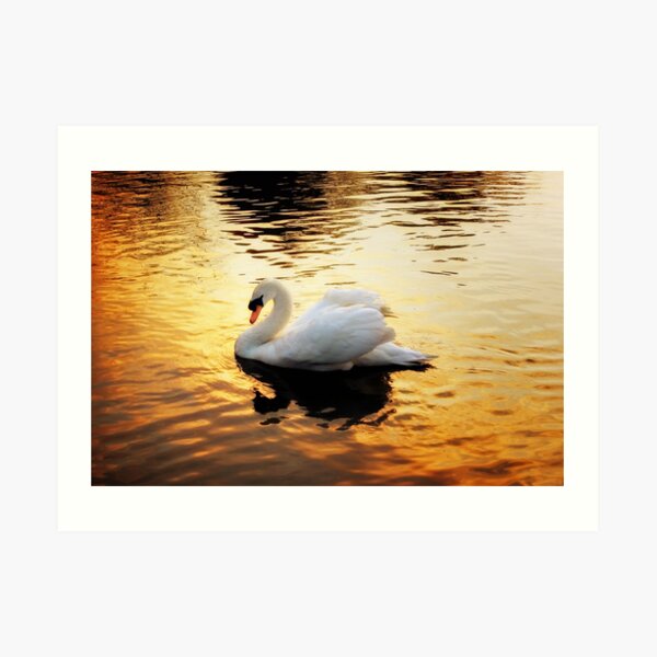 Swan At Sundown Art Print