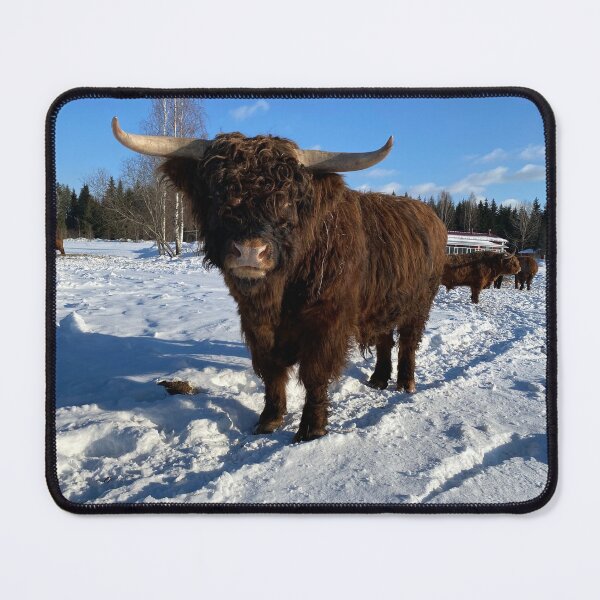 Item preview, Scottish Highland Cattle Bull in snow 2759 designed and sold by SaarelaHighland.