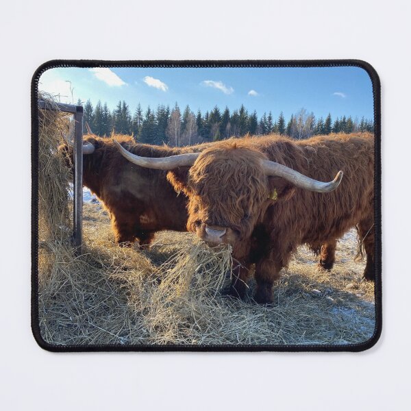 Item preview, Scottish Highland Cattle Bull in snow 2760 designed and sold by SaarelaHighland.