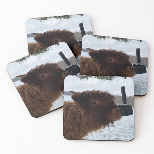 Item preview, Scottish Highland Cattle Calf and GoPro 2764 designed and sold by SaarelaHighland.