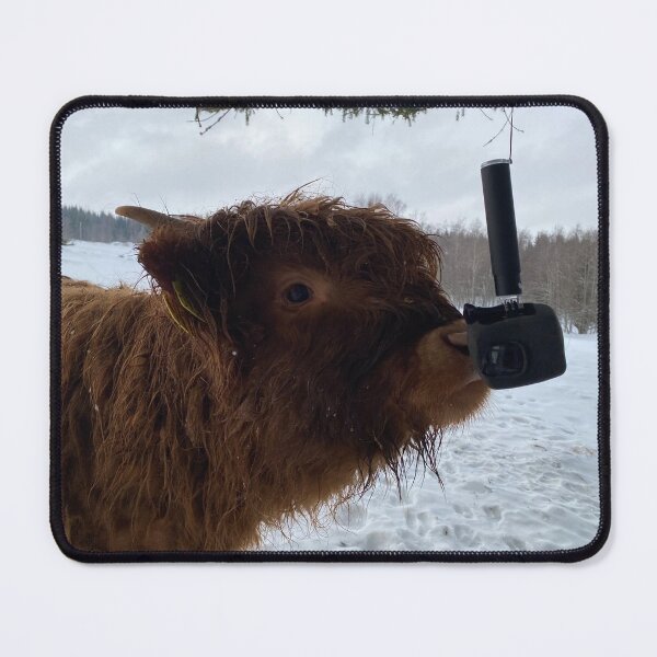 Item preview, Scottish Highland Cattle Calf and GoPro 2764 designed and sold by SaarelaHighland.