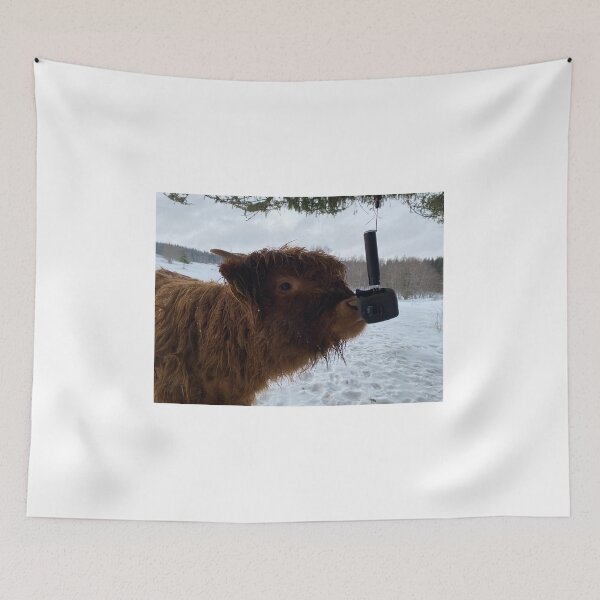 Item preview, Scottish Highland Cattle Calf and GoPro 2764 designed and sold by SaarelaHighland.