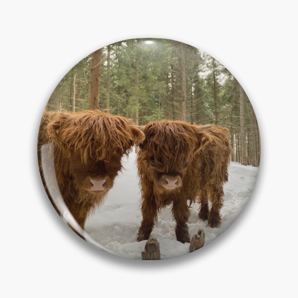 Artikelvorschau, Scottish Highland Cattle Calves in snowy forest 2771 entworfen und verkauft von SaarelaHighland.