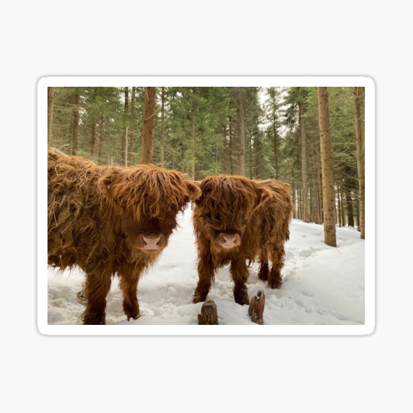 Item preview, Scottish Highland Cattle Calves in snowy forest 2771 designed and sold by SaarelaHighland.