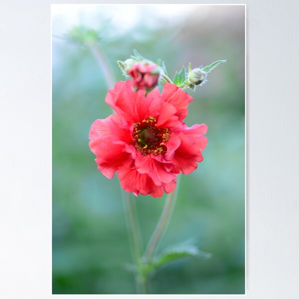 Item preview, Anemone - Windflower - Dancing in the Breeze designed and sold by imaginethis.