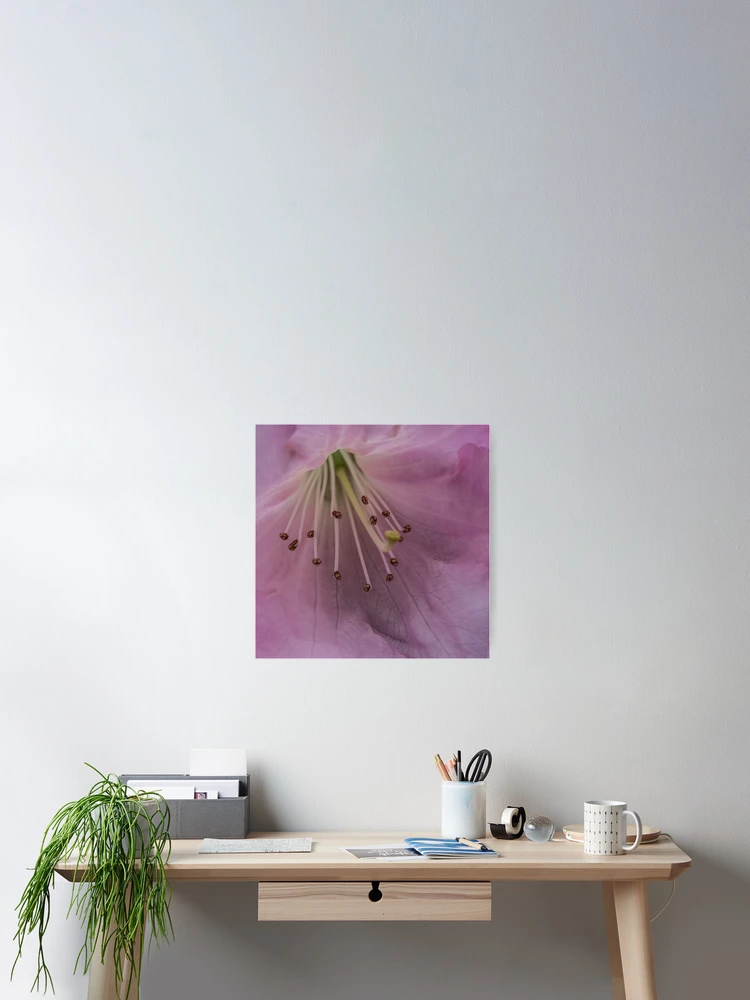 Thumbnail 2 of 3, Poster, Pink Rhododendron Flower designed and sold by Pixie Copley LRPS.