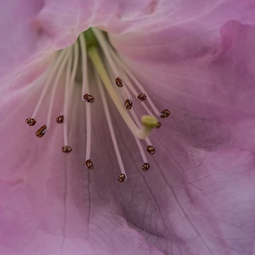Artwork thumbnail, Pink Rhododendron Flower by Pixie Copley LRPS