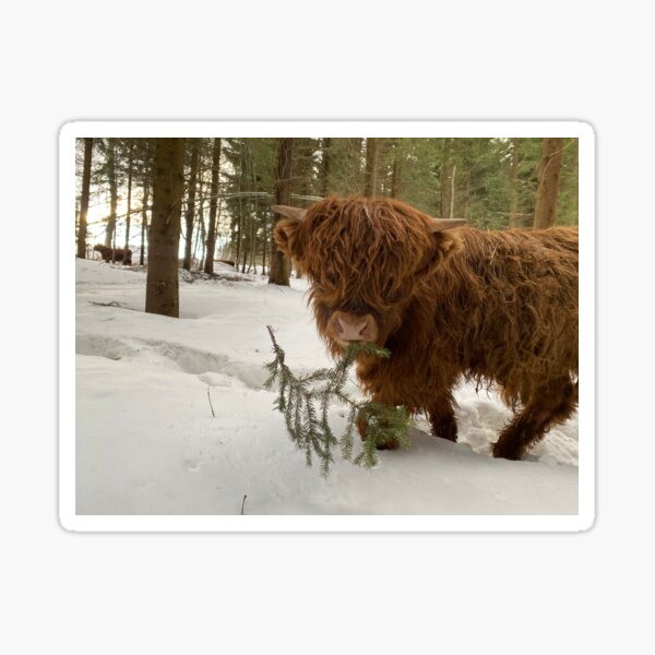 Item preview, Scottish Highland Cattle Calf in snowy forest 2774 designed and sold by SaarelaHighland.