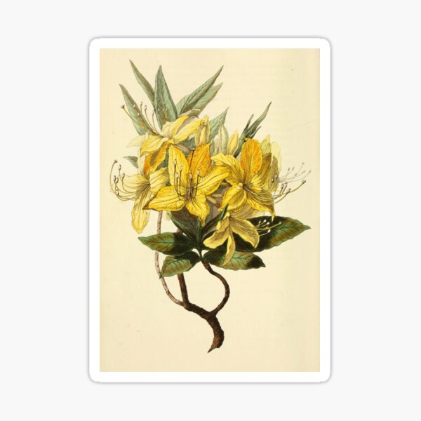 Item preview, FLOWERS designed and sold by RALdesign.
