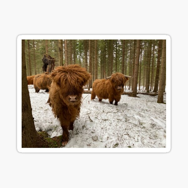 Item preview, Scottish Highland Cattle Calf and Cow in snowy forest 2782 designed and sold by SaarelaHighland.