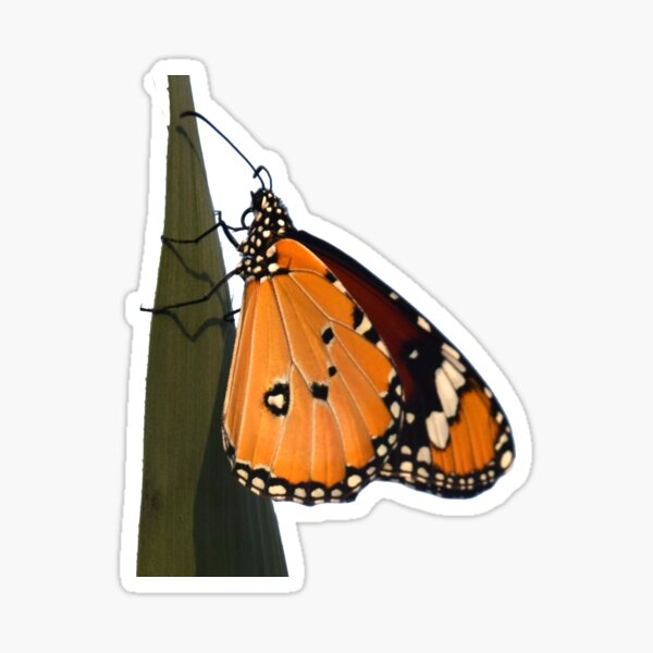 Danaus butterfy - Photography by Yael Bar Sticker