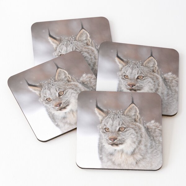 Item preview, Canada Lynx Kitten designed and sold by mlorenz.