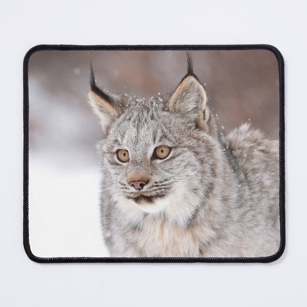 Item preview, Canada Lynx Kitten designed and sold by mlorenz.