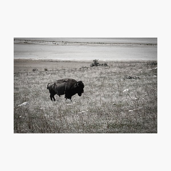 Retro Bison Photographic Print