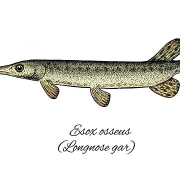 Artwork thumbnail, Longnose gar by SolveigEugenia