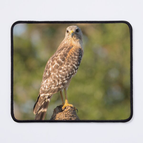 Item preview, Hawk watching you designed and sold by Zina Stromberg.