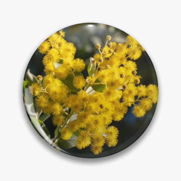 Item preview, Australian Golden Wattle (Acacia Pycnantha) designed and sold by rossacampbell.