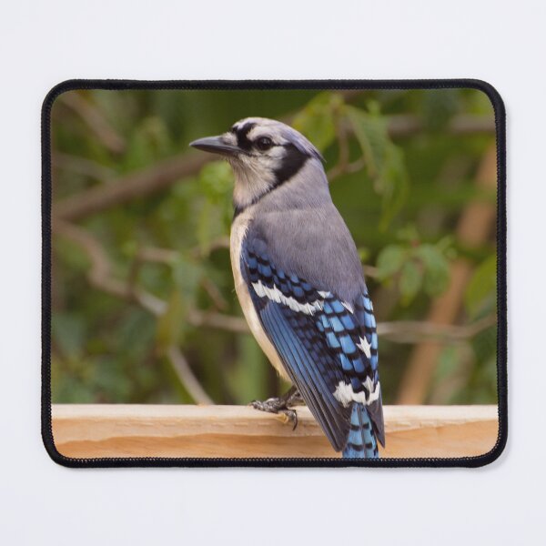 Item preview, Blue Jay designed and sold by Zina Stromberg.