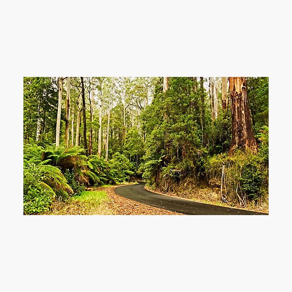 Item preview, Forest Drive Great Otway National Park Australia designed and sold by Catherine Reading.