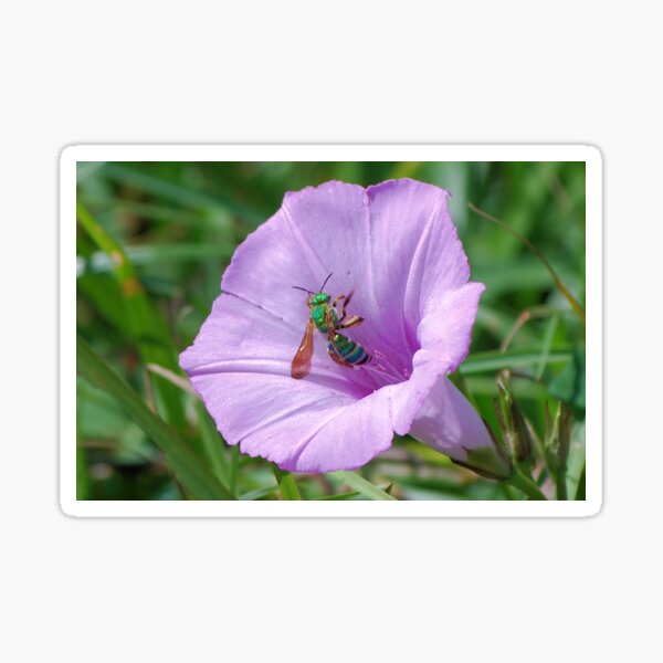 Green metallic bee on Ruellia Sticker