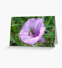 Green metallic bee on Ruellia Greeting Card