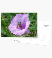 Green metallic bee on Ruellia Postcards
