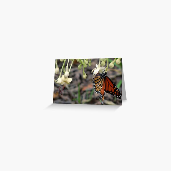Monarch on a butterfly bush Greeting Card