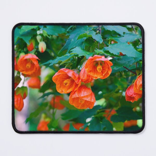 Item preview, An Orange Floral Delight; Chinese Lantern Flowers designed and sold by FigTreeMagick.