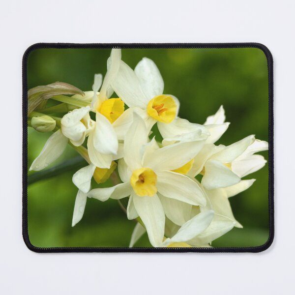 Item preview, White & Yellow Jonquil Narcissus Daffodil Flowers designed and sold by FigTreeMagick.