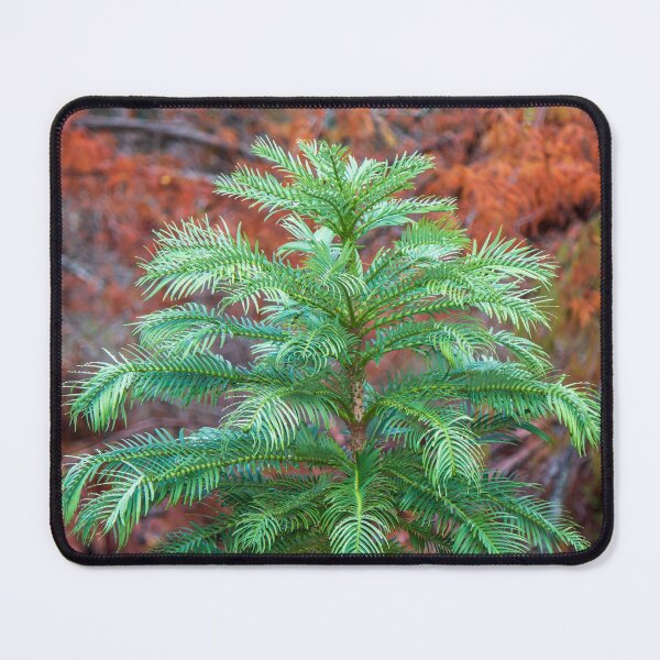 Item preview, The Wollemi Pine Tree; A Living Fossil designed and sold by FigTreeMagick.