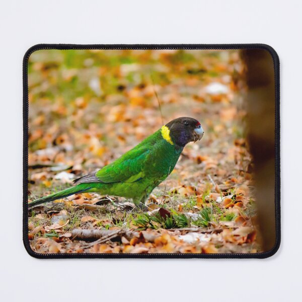 Item preview, An Australian Twenty Eight Parrot in Autumn designed and sold by FigTreeMagick.