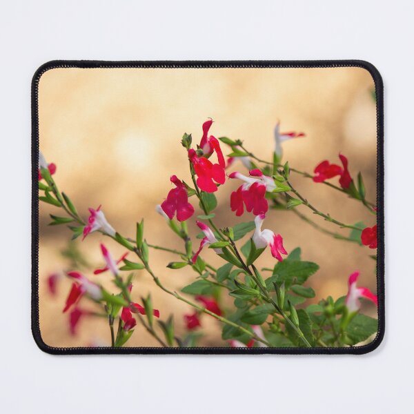 Item preview, Salvia Hot Lips; a red flowering sage. designed and sold by FigTreeMagick.
