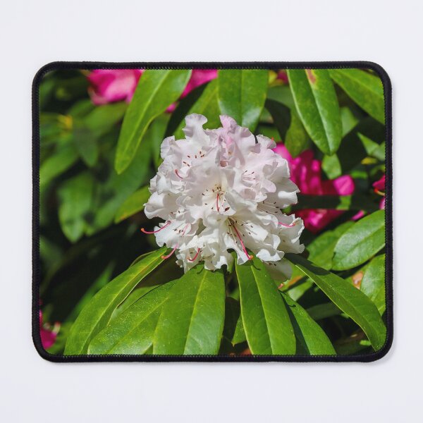 Item preview, White Rhododendron in Flower designed and sold by FigTreeMagick.