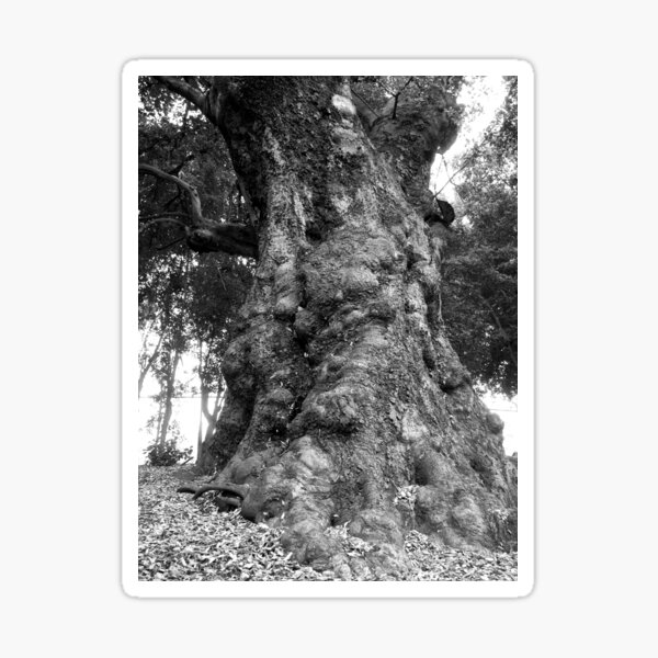 Item preview, California Live Oak Series - 1 of 4 designed and sold by Douglas E. Welch Design and Photography.