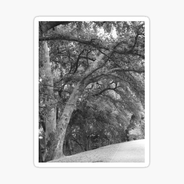 Item preview, California Live Oak Series - 2 of 4 designed and sold by Douglas E. Welch Design and Photography.