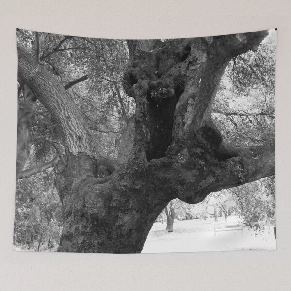 Item preview, California Live Oak Series - 3 of 4 designed and sold by Douglas E. Welch Design and Photography.
