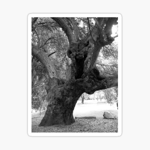 Item preview, California Live Oak Series - 3 of 4 designed and sold by Douglas E. Welch Design and Photography.