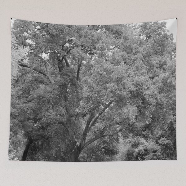 Item preview, California Live Oak Series - 4 of 4 designed and sold by Douglas E. Welch Design and Photography.