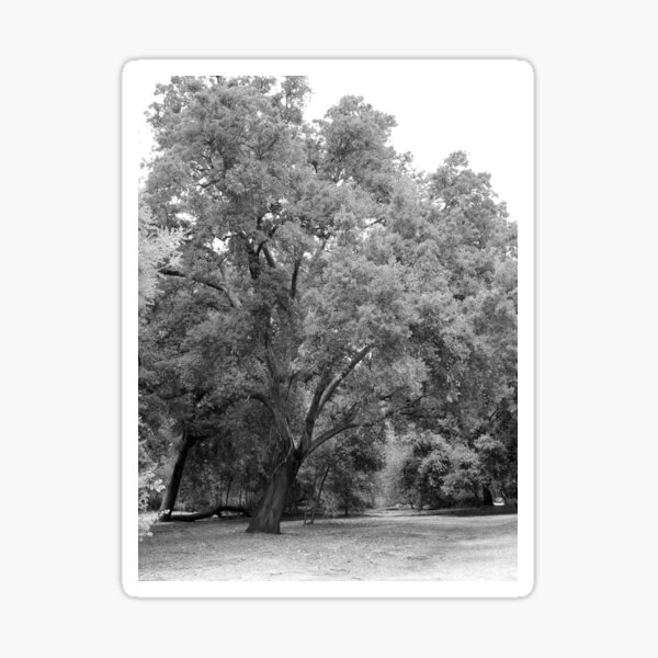 Item preview, California Live Oak Series - 4 of 4 designed and sold by Douglas E. Welch Design and Photography.
