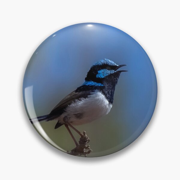 Item preview, Male Superb Fairy Wren Singing designed and sold by HelenGibbs.
