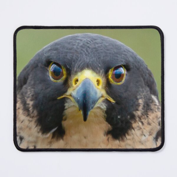 Item preview, Los ojos de un halcón peregrino designed and sold by Dalyndigital Photography.